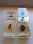 Insects in plexiglass, photo number 3