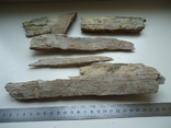 Fragments of mammoth tusk., photo number 5
