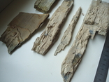 Fragments of mammoth tusk., photo number 7