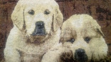 Tapestry "Doggies" 0.36*0.36cm., photo number 9