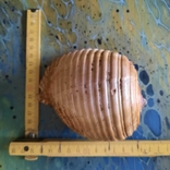 Shell (shell) from the Tyrrhenian Sea lot No1, photo number 13