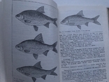 Determinant of freshwater fish fauna of the USSR. Moscow, 1977., photo number 6