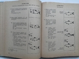 Guidelines for the identification of marine fish of the Atlantic coast of the United States. A. Perlmutter., photo number 7