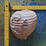 Shell (shell) No2 from the Tyrrhenian Sea, photo number 5