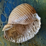 Shell (shell) No2 from the Tyrrhenian Sea, photo number 7