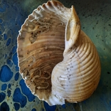 Shell (shell) No2 from the Tyrrhenian Sea, photo number 8