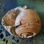 Shell (shell) No2 from the Tyrrhenian Sea, photo number 9