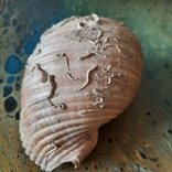 Shell (shell) No2 from the Tyrrhenian Sea, photo number 13
