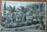 Довоєнна листівка «Сочі. Дендропарк, фінікові і кокосові пальми» 1938, фото №2