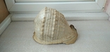 Океаническая ракушка Sea Shell. Винтаж., photo number 12