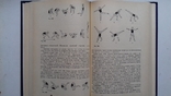Gymnastics and teaching methods., photo number 5