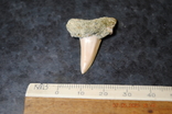Скам'янілий зуб, фото №2
