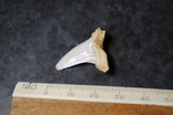Скам'янілий зуб, фото №3