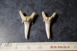 Скам'янілі зуби, фото №2