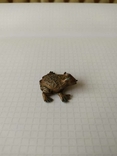 Money toad, photo number 6