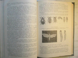 Astrakhan and smushka. Fundamentals of commodity science, photo number 7