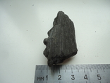 Fragment of petrified wood., photo number 4