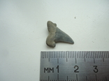 A fossilized shark tooth., photo number 3