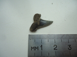 A fossilized shark tooth., photo number 4