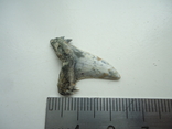 A fossilized shark tooth., photo number 5