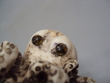 Netsuke figure figurine mammoth bone miniature octopus height 4.2 cm, weight 73.96 g, photo number 9