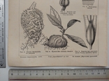 К.2.55 Дореволюционная таблица Муравьи Муравьиные растения, photo number 8