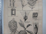 К.2.55 Дореволюционная таблица Муравьи Муравьиные растения, photo number 9