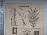 К.2.55 Дореволюционная таблица Муравьи Муравьиные растения, photo number 10