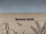 К.2.55 Дореволюционная таблица Муравьи Муравьиные растения, photo number 11