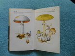 About mushrooms and mushroom pickers, photo number 6