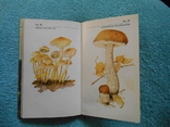 About mushrooms and mushroom pickers, photo number 7