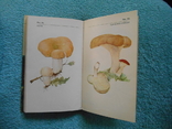 About mushrooms and mushroom pickers, photo number 13