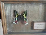 Тропическая бабочка Урания, photo number 4