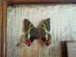 Тропическая бабочка Урания, photo number 5