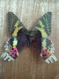Тропическая бабочка Урания, photo number 6