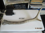 Roe deer horn, photo number 2