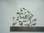 Fossilized teeth of sharks.60 million years.25pcs., photo number 2