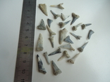 Fossilized teeth of sharks.60 million years.25pcs., photo number 4
