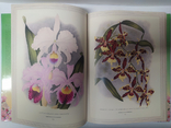 Orchids. Lindenia-iconography of orchids, photo number 4