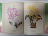 Orchids. Lindenia-iconography of orchids, photo number 6