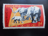 Fauna. Nigeria. Elephants, photo number 2