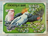 Souvenir set of matches, USSR, parrots, photo number 3