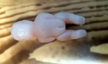 Barbie Doll Puff Pregnant With Baby Polyethylene Belly Face PVC, photo number 7