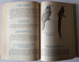 Рідкісні і зникаючі тварини. Птахів. 446 с. (російською мовою)., фото №3