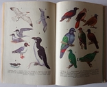 Рідкісні і зникаючі тварини. Птахів. 446 с. (російською мовою)., фото №4
