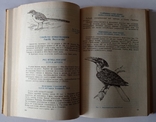 Рідкісні і зникаючі тварини. Птахів. 446 с. (російською мовою)., фото №5