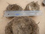 Гнізда пташок натуральні, фото №3