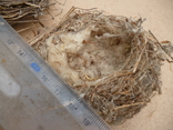 Гнізда пташок натуральні, фото №4
