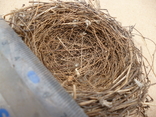 Гнізда пташок натуральні, фото №5