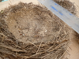 Гнізда пташок натуральні, фото №6